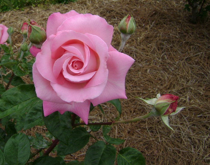 aa-DSC04289.JPG