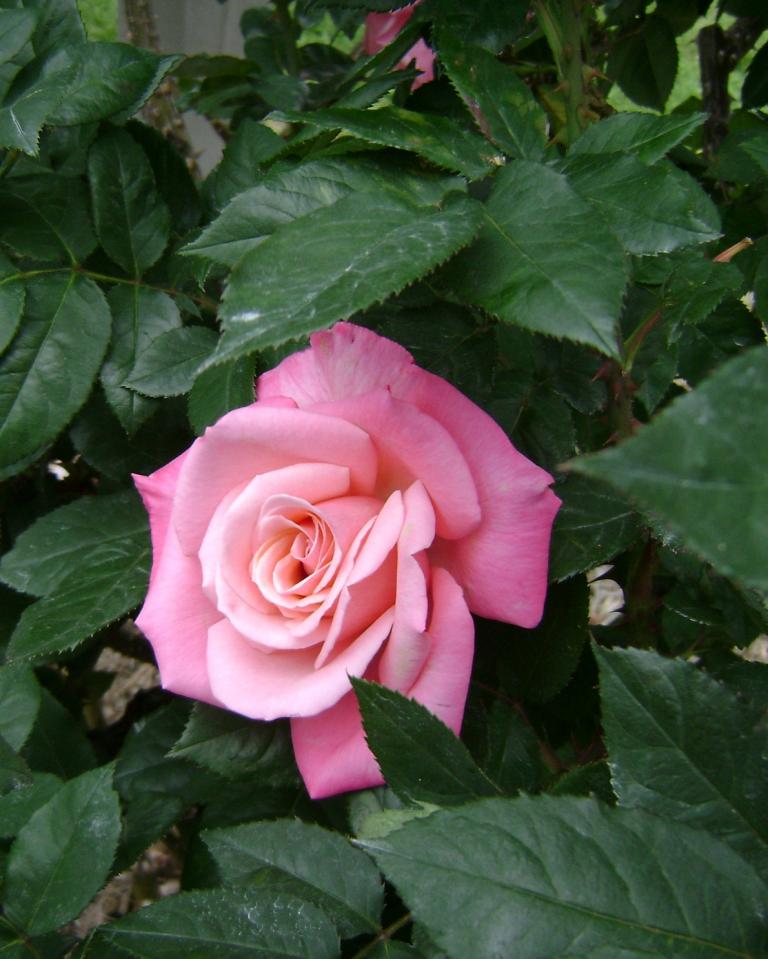 aa-DSC04342.JPG