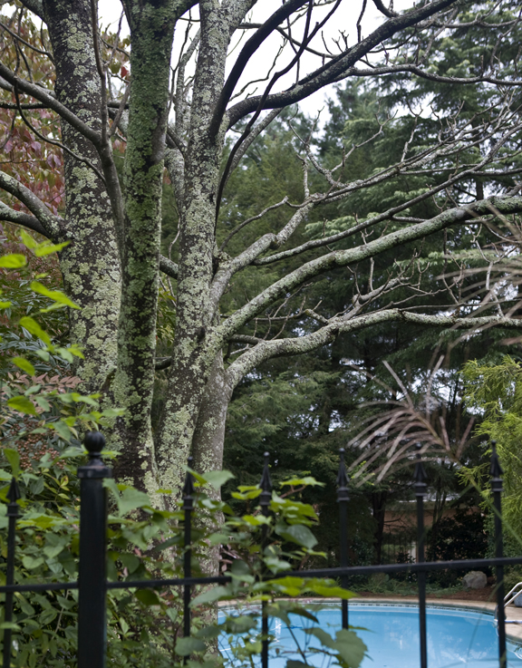 dead tree4_72.jpg