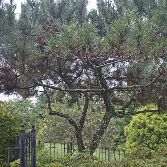 pinetree5_72.jpg