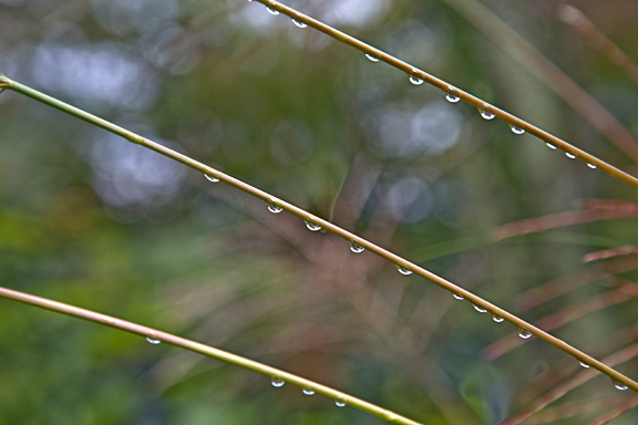 reed2.jpg
