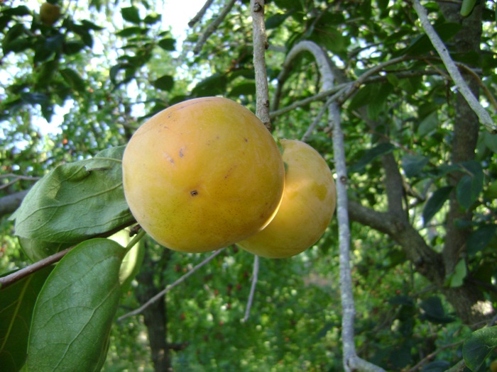 bb-DSC05220.JPG