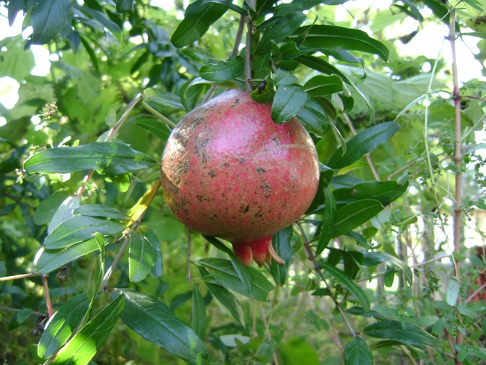 bb-DSC05224.JPG