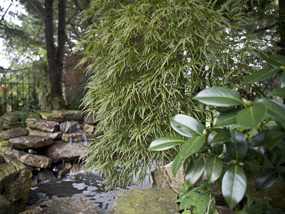 janmaple6_72.jpg