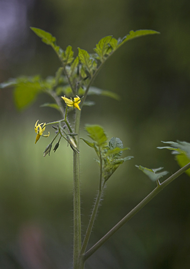 tomato10_72.jpg