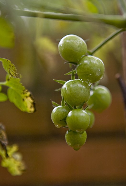 tomato11-72.jpg