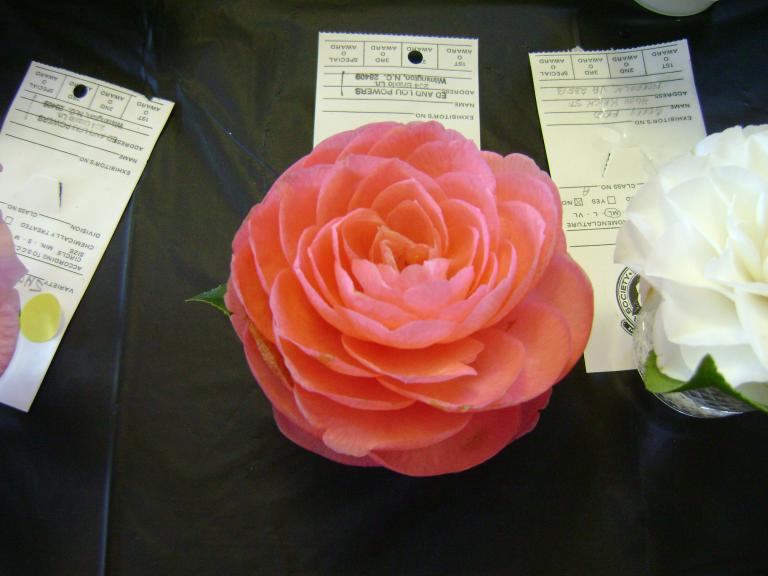 DSC03245.JPG