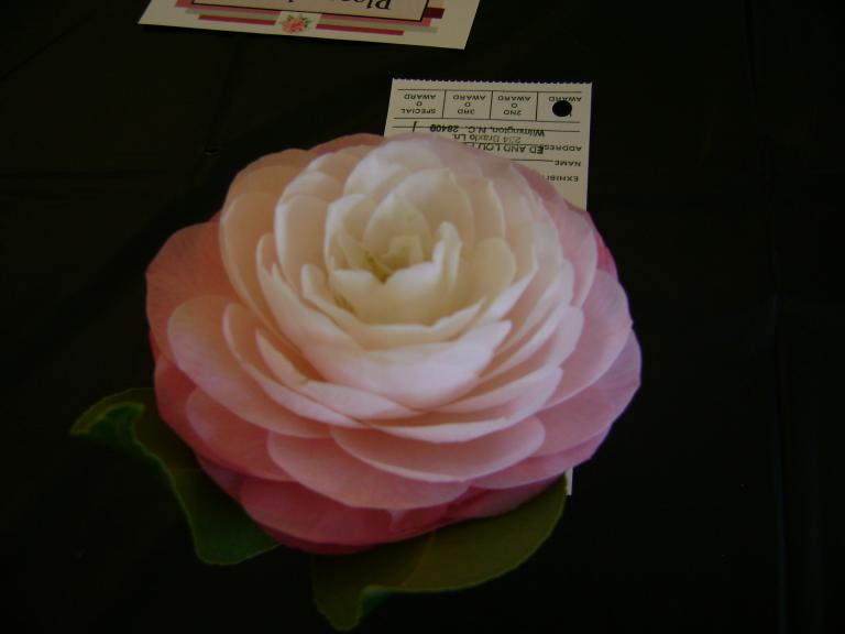 DSC03248.JPG