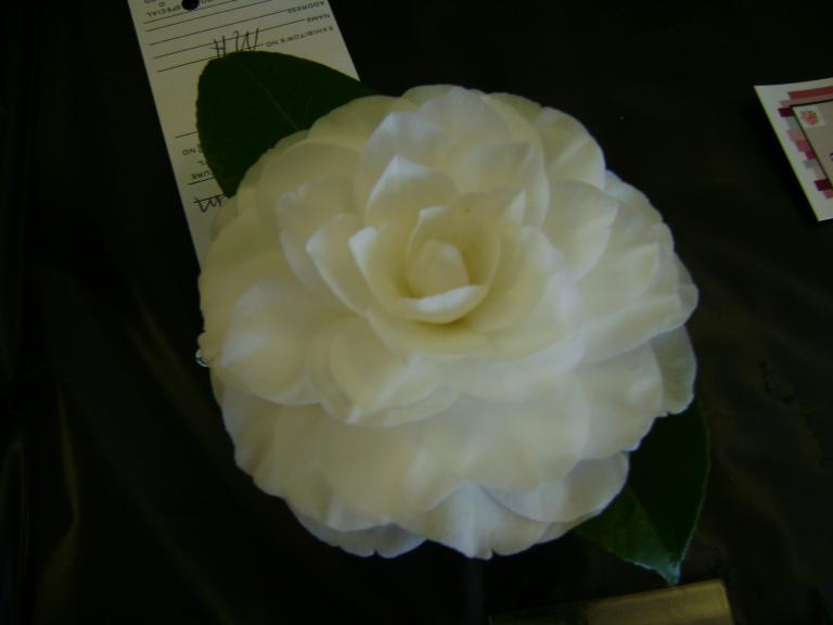 DSC03261.JPG