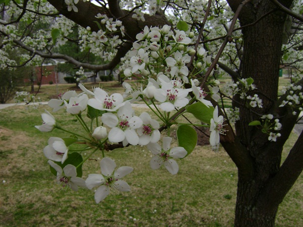 g-DSC03025.JPG
