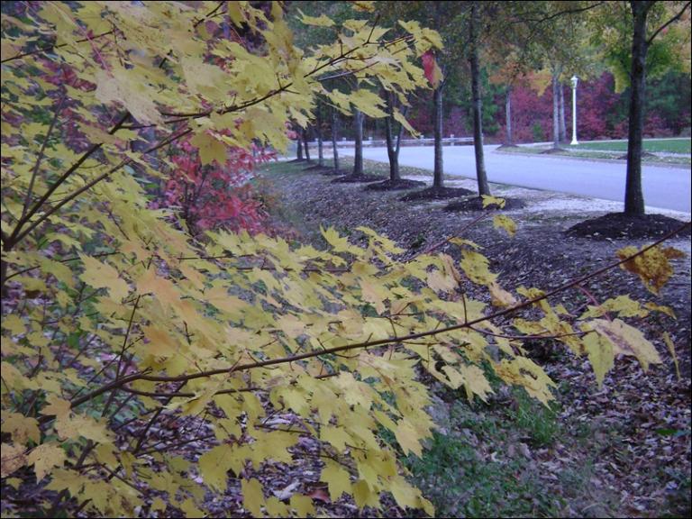 a-DSC05605.JPG