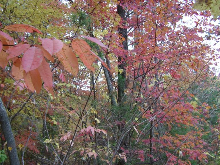 a-DSC05606.JPG