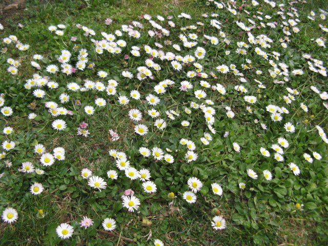 발칸2011 707.jpg