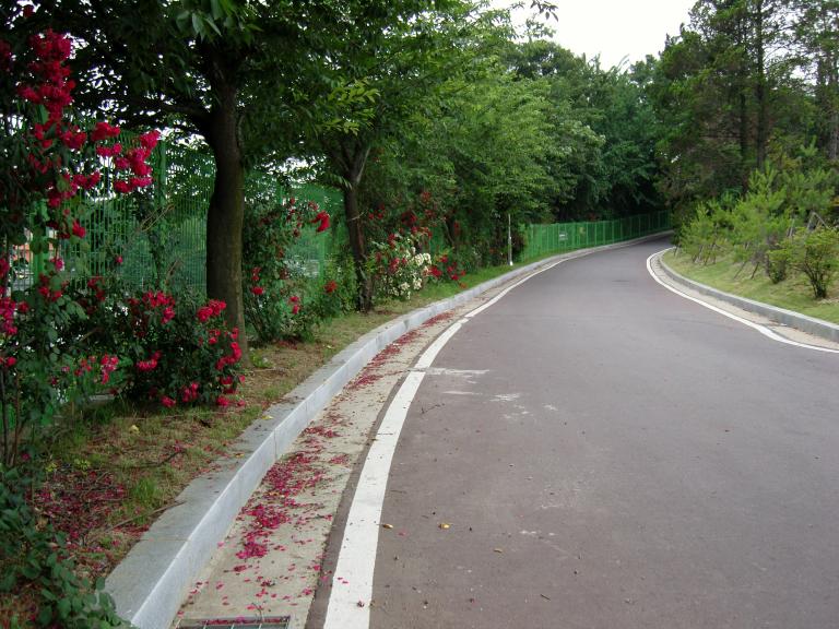 SNC11741.JPG