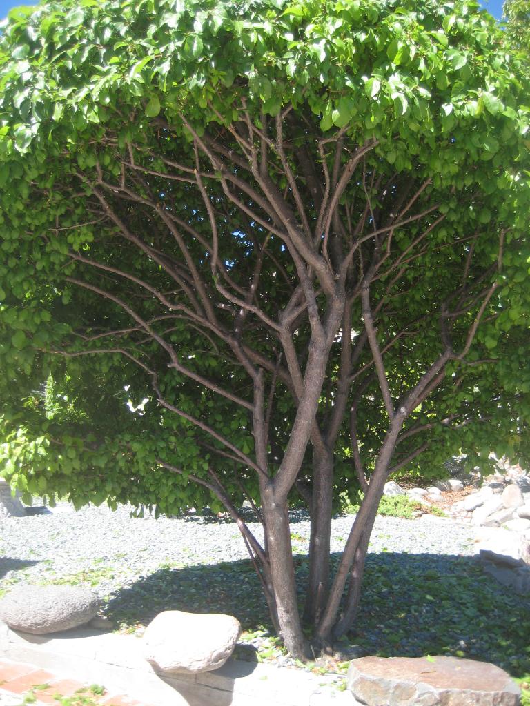삭발 후 008.JPG