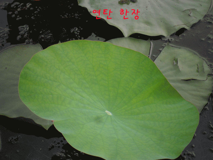 연탄-한장.gif