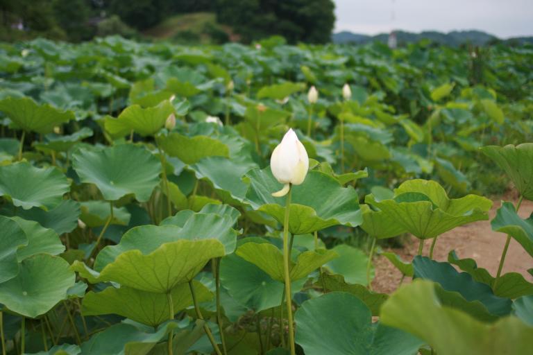 2013.7.20 관곡지 008.jpg