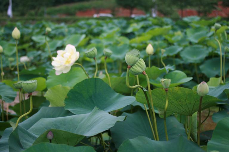 2013.7.20 관곡지 012.jpg