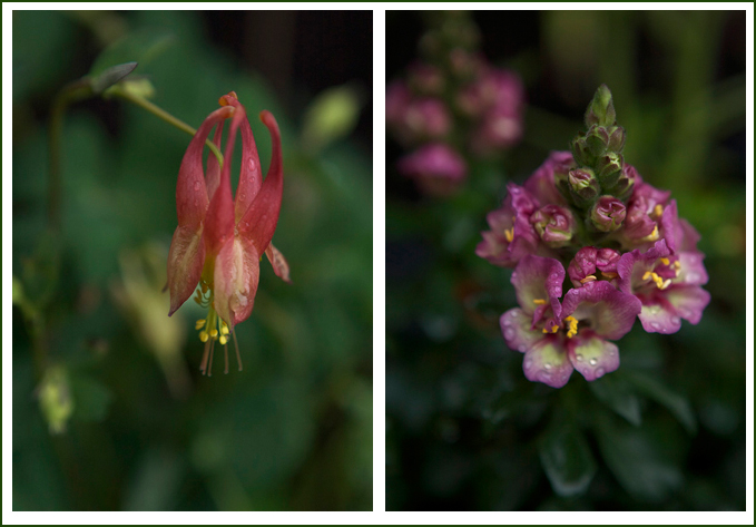 columbine-2.jpg