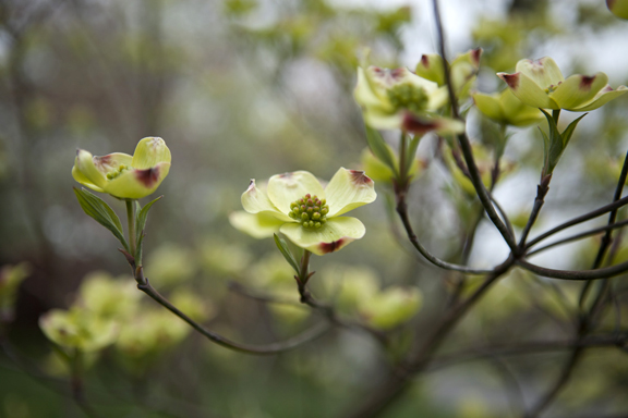 dogwood72_4.jpg