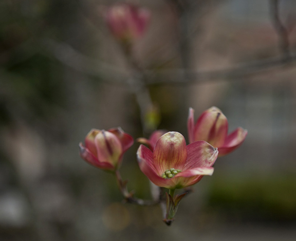 pinkdogwood72.jpg