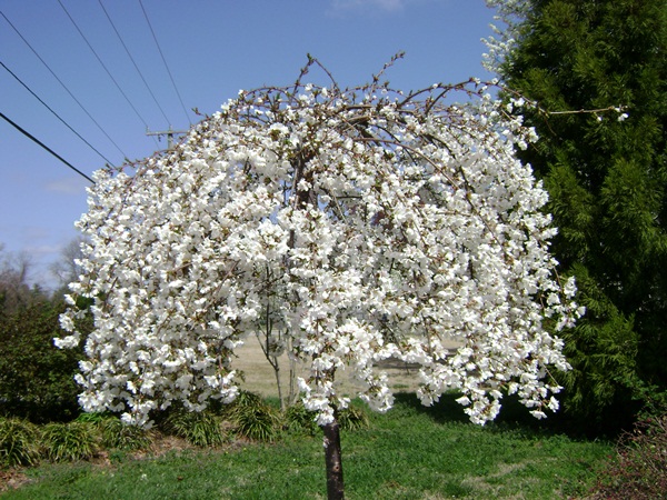 a-DSC03153.JPG