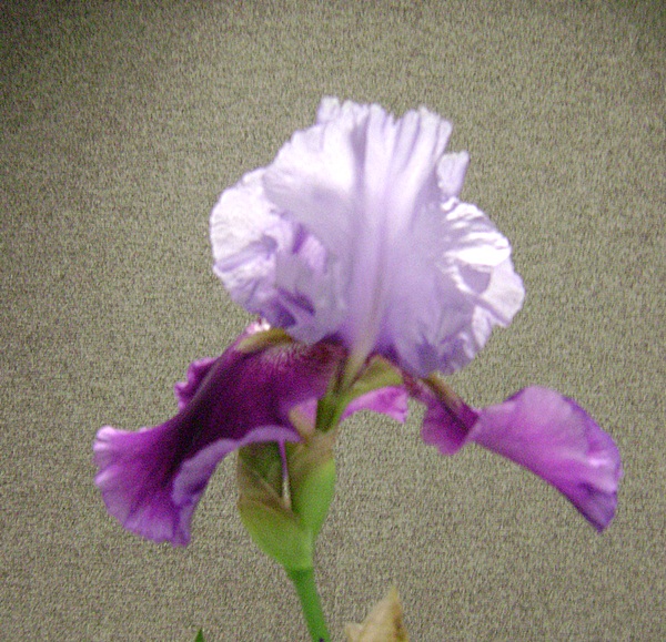 d-DSC04033.JPG