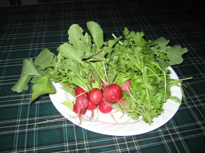 radish.jpg radish.jpg