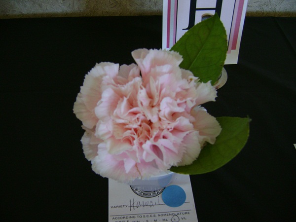 a-DSC03181.JPG