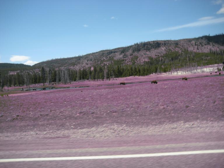 Yellowstone 422.JPG