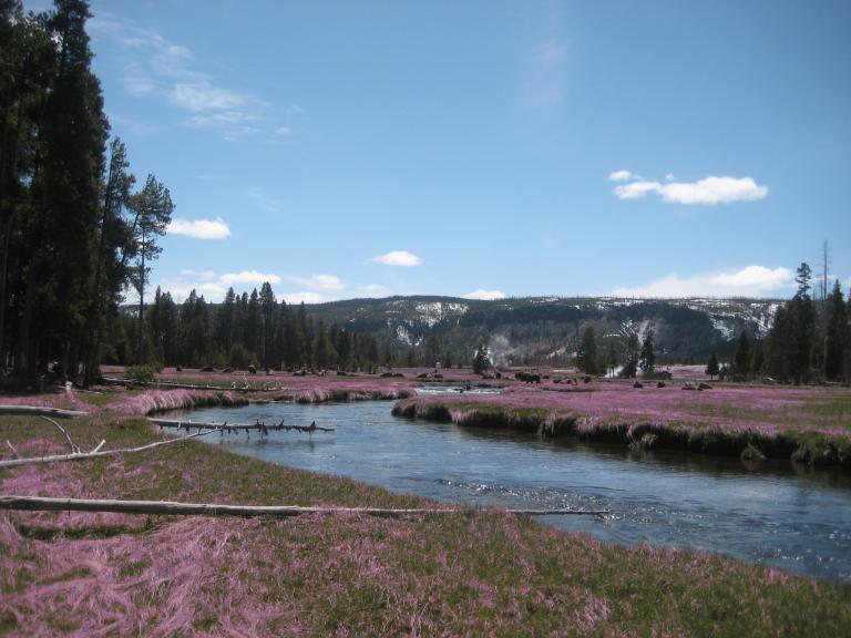 Yellowstone 423.JPG