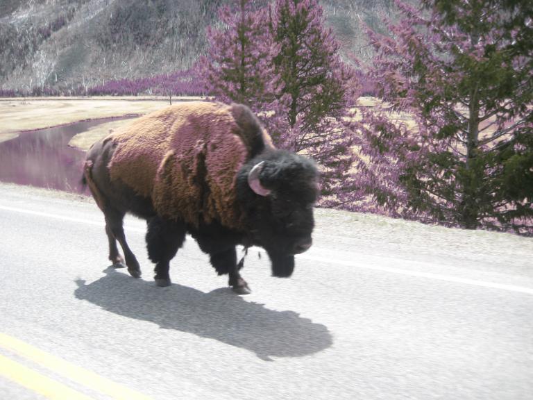 Yellowstone 452.JPG