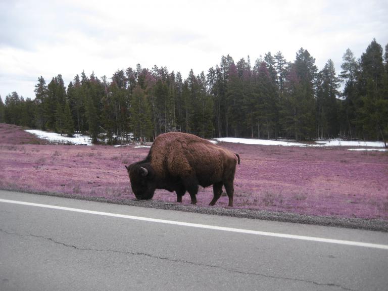 Yellowstone 516.JPG