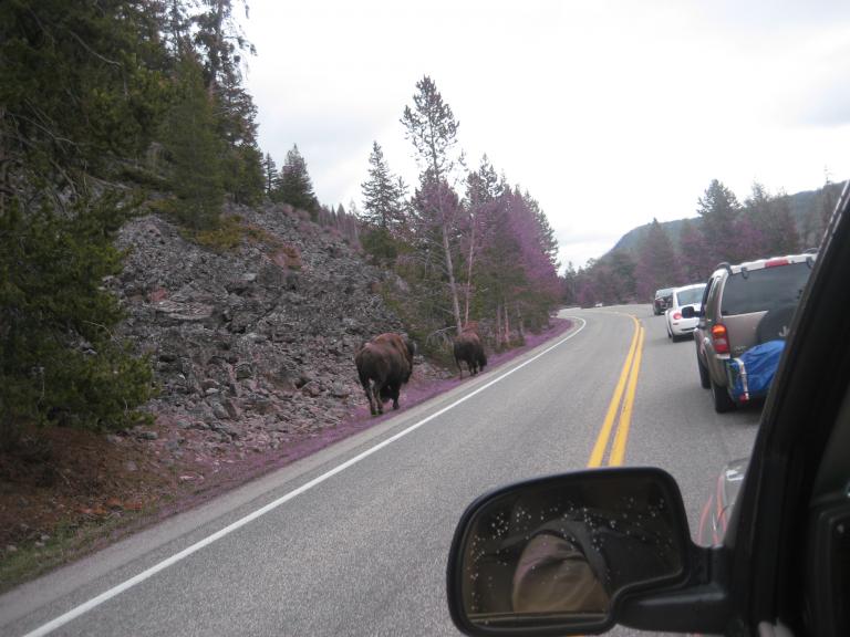Yellowstone 633.JPG