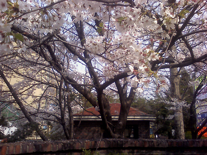 cherry_blossom.jpg