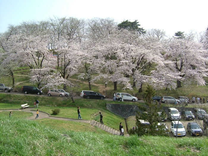cherry_blossom_2..jpg