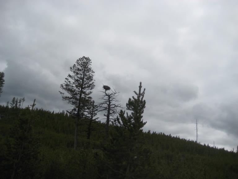 Yellowstone 709.JPG