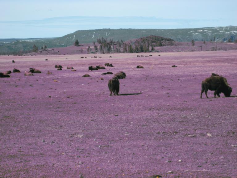 Yellowstone 844.JPG