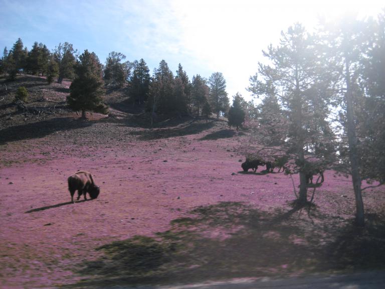 Yellowstone 845.JPG
