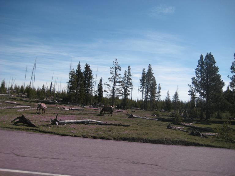 Yellowstone 855.JPG
