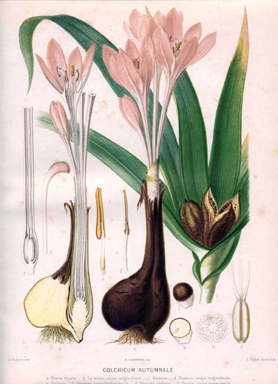 Colchicum_autumnale00.jpg