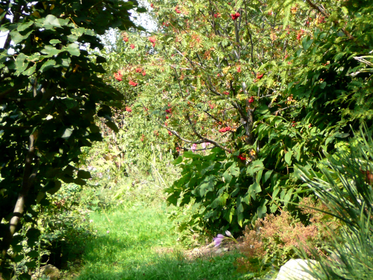 Herbst11.P1210683.JPG