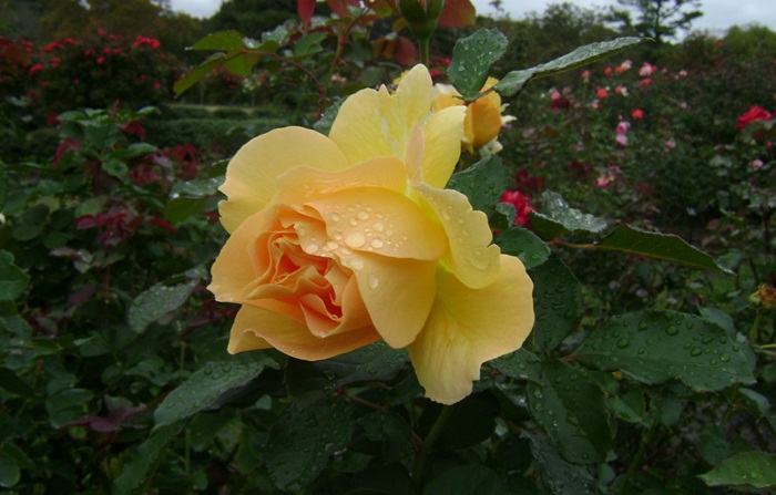 a-DSC05267.JPG
