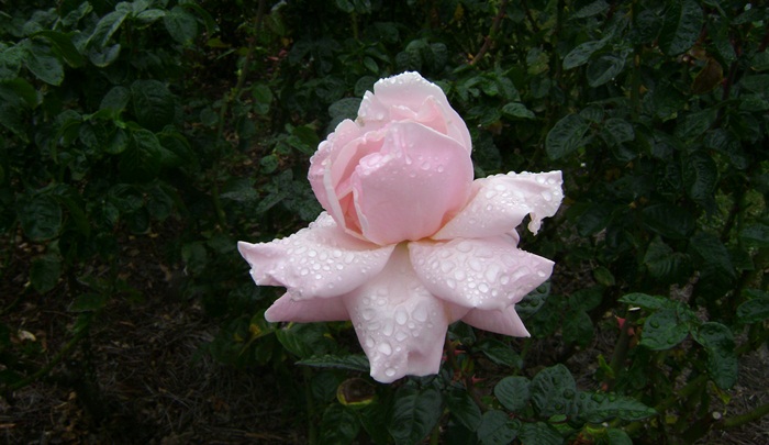a-DSC05271.JPG