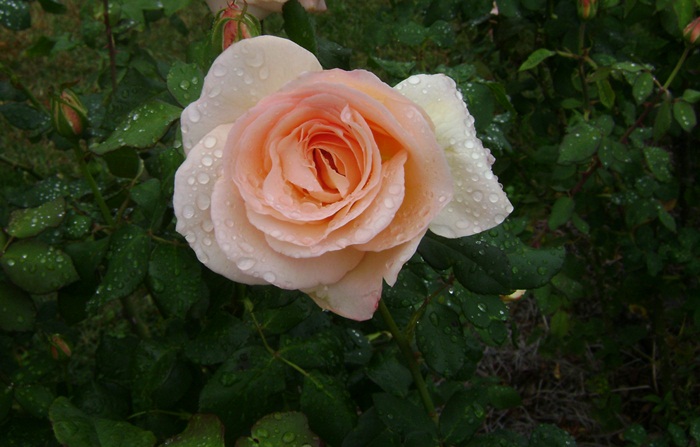 a-DSC05292.JPG