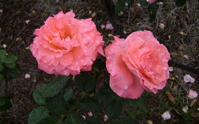 a-DSC05297.JPG