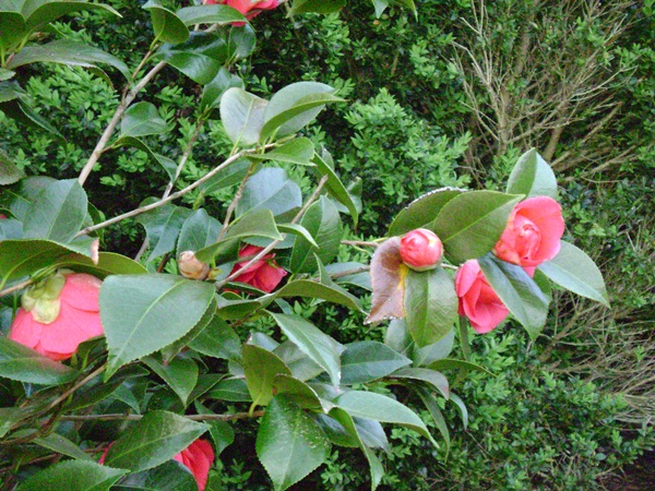 b-DSC03564.JPG