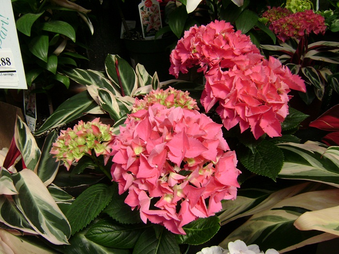 b-DSC03693.JPG