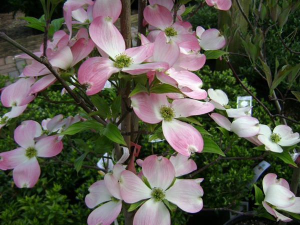 c-DSC03772.JPG