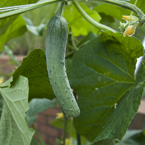 cuke1.jpg cuke1.jpg